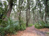 Rundgang im Jozane Regenwald