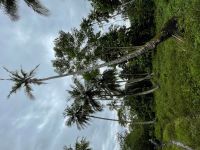 Rundgang im Jozane Regenwald