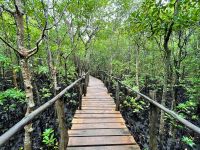 Rundgang im Jozane Regenwald/Mangrovenwald