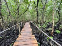 Rundgang im Jozane Regenwald/Mangrovenwald