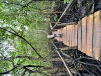 Rundgang im Jozane Regenwald/Mangrovenwald