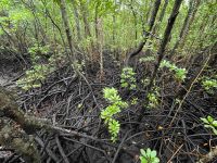 Rundgang im Jozane Regenwald/Mangrovenwald