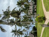 Rundgang im Jozane Regenwald/Mangrovenwald