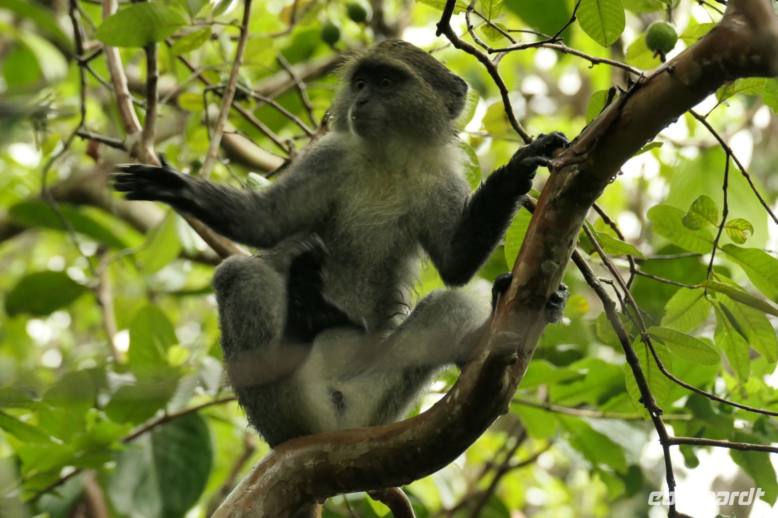 Rundgang im Jozane Regenwald - rote Columbus Affen