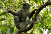 Rundgang im Jozane Regenwald - rote Columbus Affen