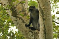 Rundgang im Jozane Regenwald - rote Columbus Affen