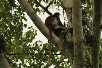 Rundgang im Jozane Regenwald - rote Columbus Affen