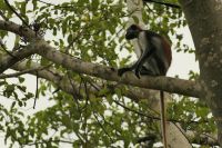 Rundgang im Jozane Regenwald - rote Columbus Affen