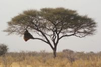 34 Akazie mit Webervogelnestern