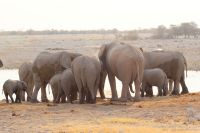 35 Elefanten am Wasserloch