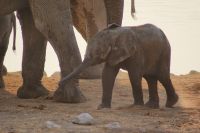 37 Elefanten am Wasserloch