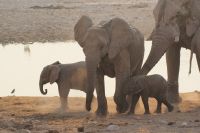 38 Elefanten am Wasserloch