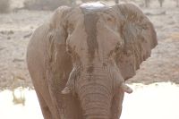 41 Elefanten am Wasserloch