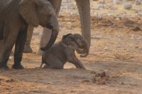 42  Elefanten am Wasserloch
