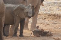 43 Elefanten am Wasserloch