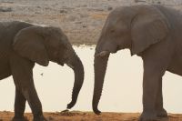 46 Elefanten am Wasserloch