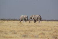 77 Elefanten im Etosha NP