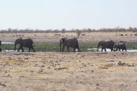 78 Elefanten im Etosha NP
