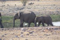 79 Elefanten im Etosha NP