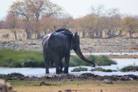 81 Elefanten im Etosha NP