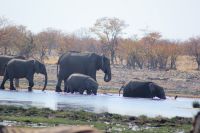 82 Elefanten im Etosha NP