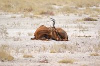 90 schlafende Kuhantilope