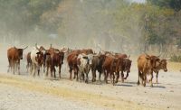 100 Rinder unterwegs