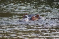 137 Schau mir in die Augen....