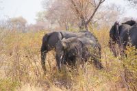 141 Elefanten im Bwabwata NP