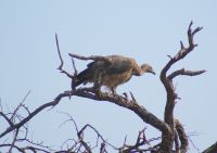 152 Weißrückengeier