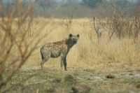 162 Tüpfelhyäne im  Bwabwata NP