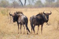163 Gnus im  Bwabwata NP