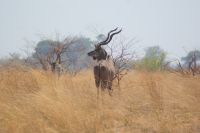 164 Kudus im  Bwabwata NP