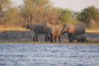 177 Elefantenherde am Kwando