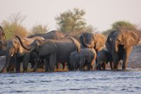 178 Elefantenherde am Kwando