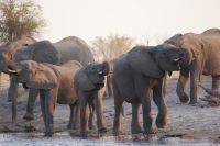 179 Elefantenherde am Kwando