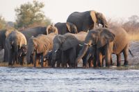 180 Elefantenherde am Kwando