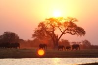 187 Elefantenherde am Kwando