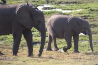 199 Elefanten im  Chobe NP Botswana