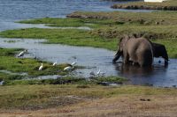 201 Elefanten im  Chobe NP Botswana