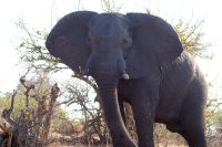 202 Elefanten im  Chobe NP Botswana