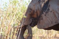 203 Elefanten im  Chobe NP Botswana