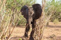 204 Elefanten im  Chobe NP Botswana