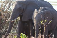 205 Elefanten im  Chobe NP Botswana
