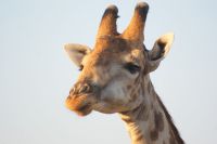 209 Giraffe im  Chobe NP Botswana