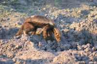 210 Honigdachs im  Chobe NP Botswana