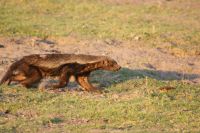 211 Honigdachs im  Chobe NP Botswana