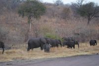 214 Elefantenherde  im  Chobe NP Botswana