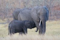 215 Elefanten im Chobe NP