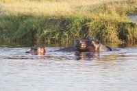 216 Hippos im Chobe